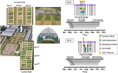 Response of a Diverse European Soybean Collection to “Short Duration” and “Long Duration” Drought Stress